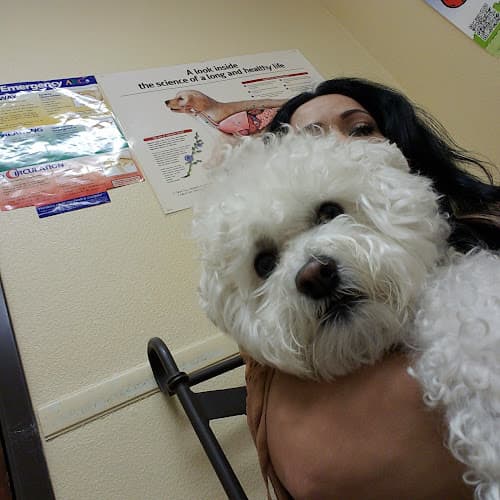 Dog day care center All Creatures Animal Hospital and Luxury Boarding Suites Temecula