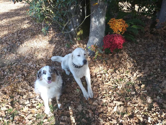 Dog day care center All Creatures Under The Sun Salem