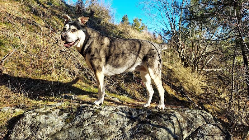 Dog day care center All Creatures Veterinary Clinic Spokane Valley