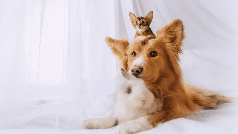 Dog day care center All Creatures Veterinary Hospital Vallejo