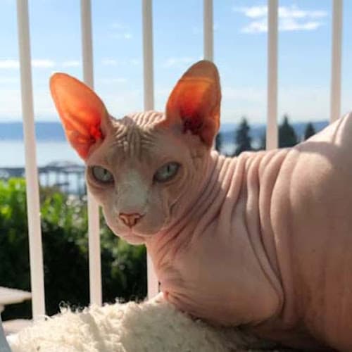 Dog day care center All My Kitties Catboarding Seattle