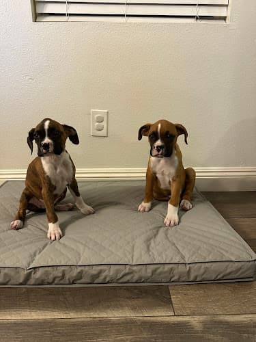 Dog day care center All Paws Animal Clinic Hesperia