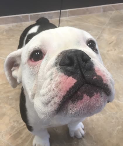 Dog day care center All Paws Riverside Animal Hospital Moreno Valley