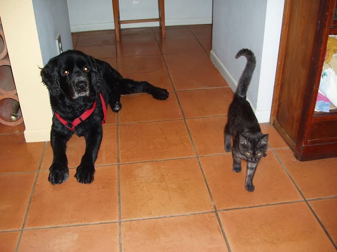 Dog day care center All Pets Medical & Surgical Center, A Thrive Pet Healthcare Partner Pomona