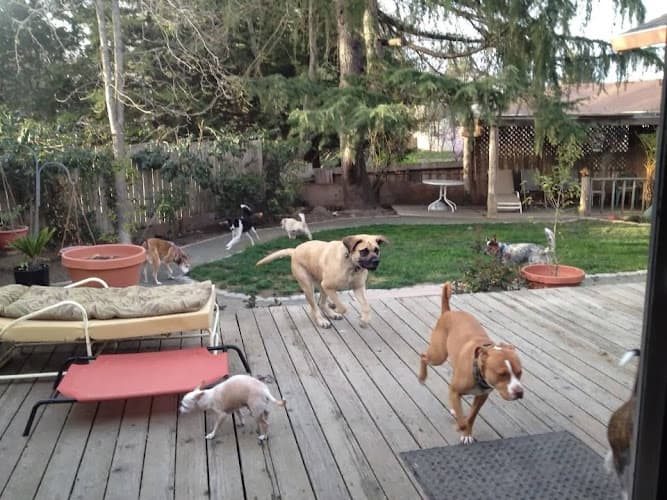 Dog day care center All Purrs and Paws Santa Rosa