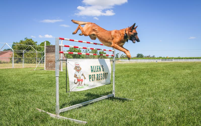 Dog day care center Allen's Pet Resort Stockton