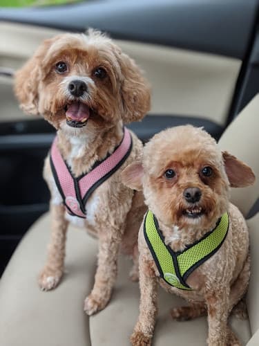 Dog day care center Allie's Paw Spa Sacramento
