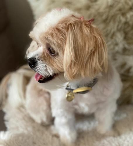 Dog day care center Aloha Mobile Pet Salon Carlsbad