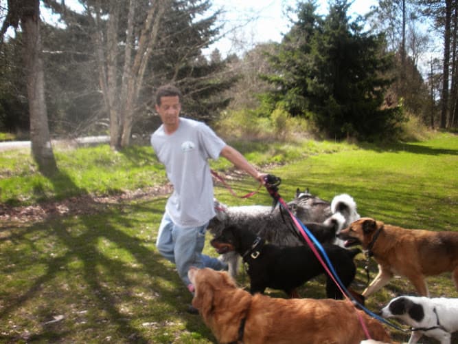 Dog day care center Alpha Dog Walking, LLC. Seattle