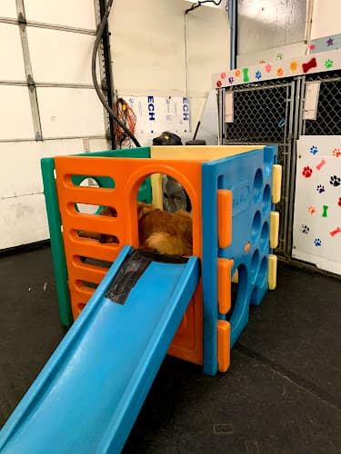 Dog day care center Alpha Dogs Spokane