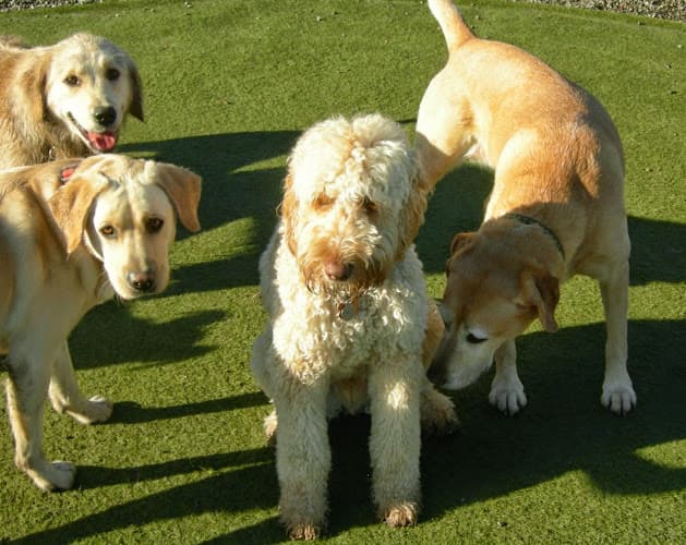 Dog day care center AlphaDog Lodging Vallejo