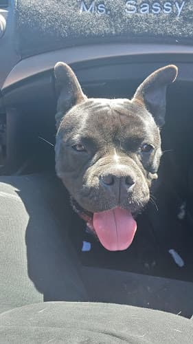 Dog day care center Alta Animal Hospital Clovis