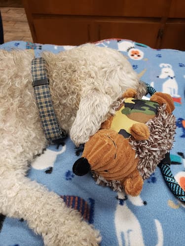 Dog day care center Alta Mira Animal Hospital Vista