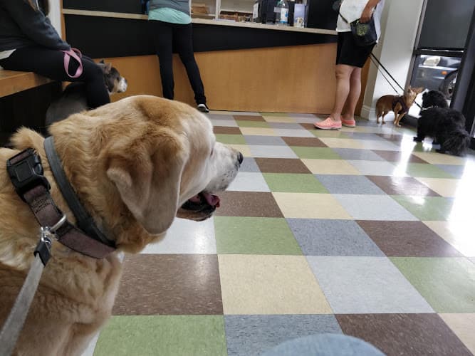 Dog day care center Alton Main Animal Hospital Santa Ana