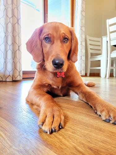 Dog day care center Always Home Pet Services Salinas