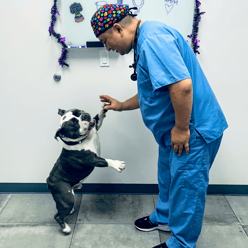 Dog day care center AM PM Ideal Pet Care Norwalk