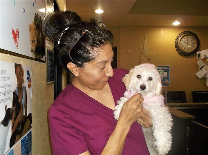 Dog day care center Ambassador Long Beach Veterinary Hospital Long Beach
