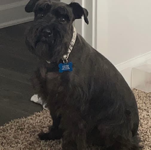 Dog day care center Amber's Luxury Pet Hotel Moreno Valley