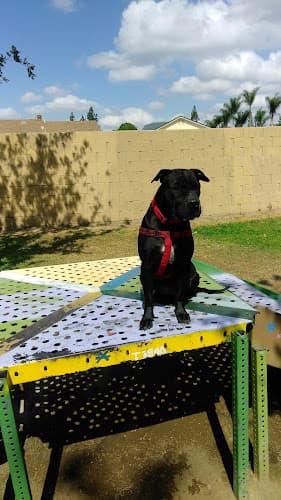 Dog day care center Andreson Park Rialto