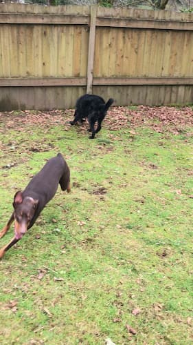 Dog day care center Angela's Pet Care Kent