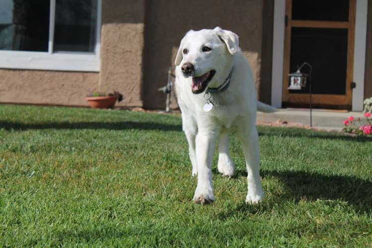 Dog day care center Angeles Animal Hospital Simi Valley