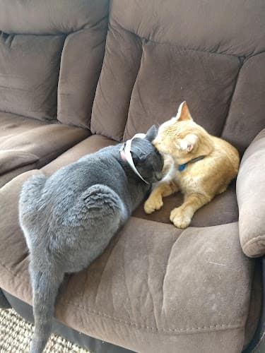 Dog day care center Animal Advocates Veterinary Hospital Vallejo