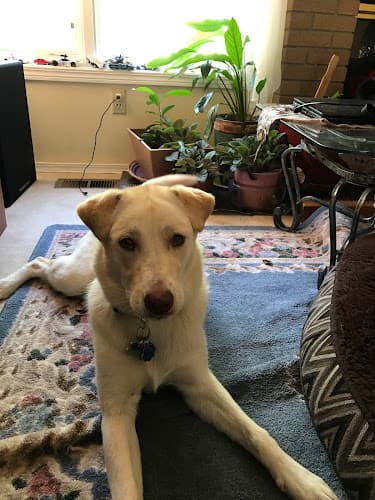 Dog day care center Animal Care & Control Anchorage