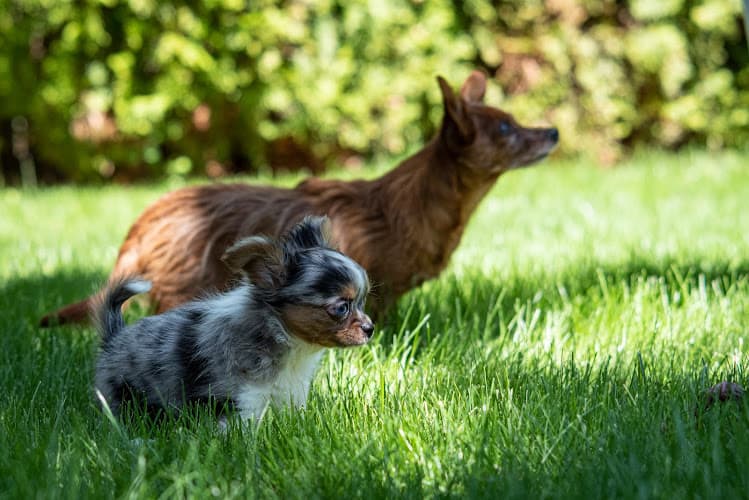 Dog day care center Animal Clinic Of Spokane Spokane
