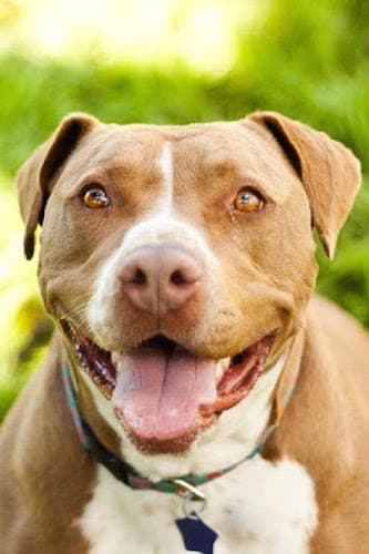 Dog day care center Animal Compassion Team Fresno