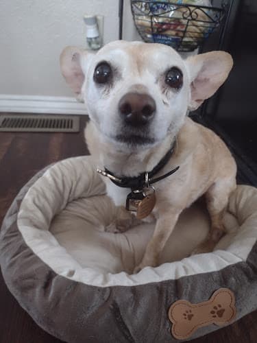 Dog day care center Animal Dermatology Clinic Ontario
