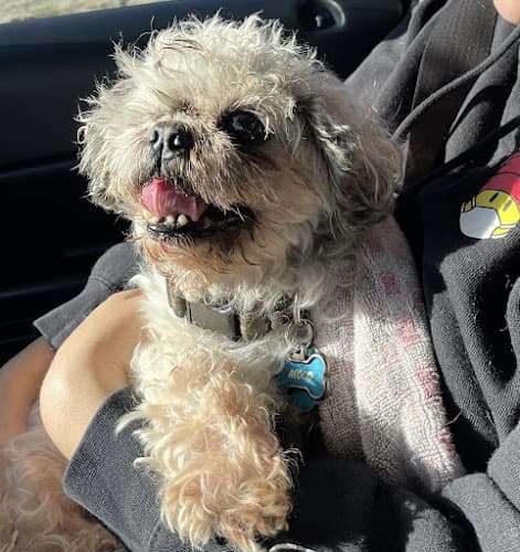 Dog day care center Animal Emergency Clinic Victorville