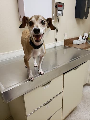 Dog day care center Animal Emergency & Urgent Care Bakersfield