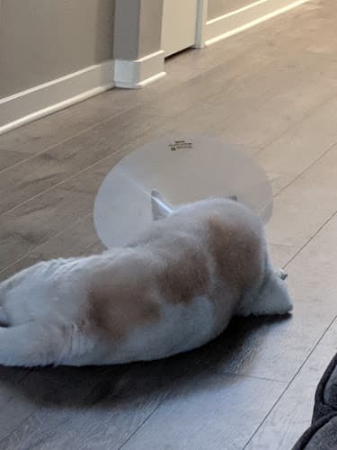 Dog day care center Animal Eye Specialists LLC Bend