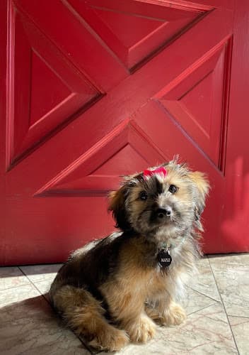 Dog day care center Animal Health Care Center Renton