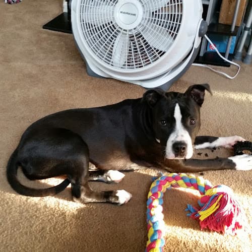 Dog day care center Animal Hospital in Fairfield Fairfield