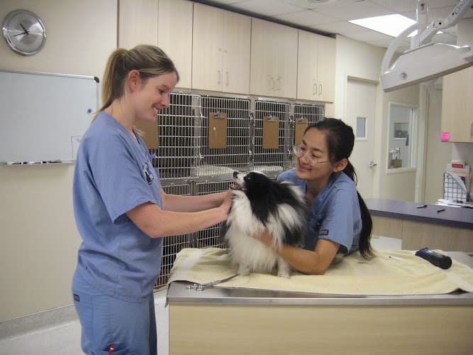 Dog day care center Animal Hospital of Irvine Irvine