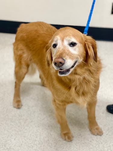 Dog day care center Animal Hospital of Salinas Salinas