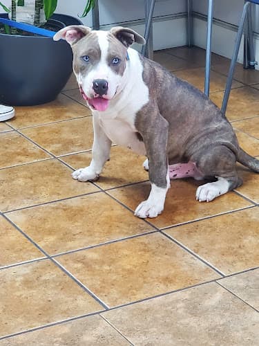 Dog day care center Animal Hospital Santa Fe Norwalk