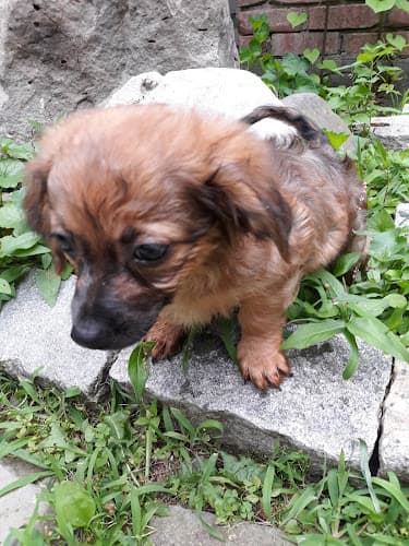 Dog day care center Animal Kingdom of Santa Monica Santa Monica