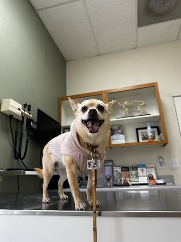 Dog day care center Animal Medical Center of Mission Viejo Mission Viejo