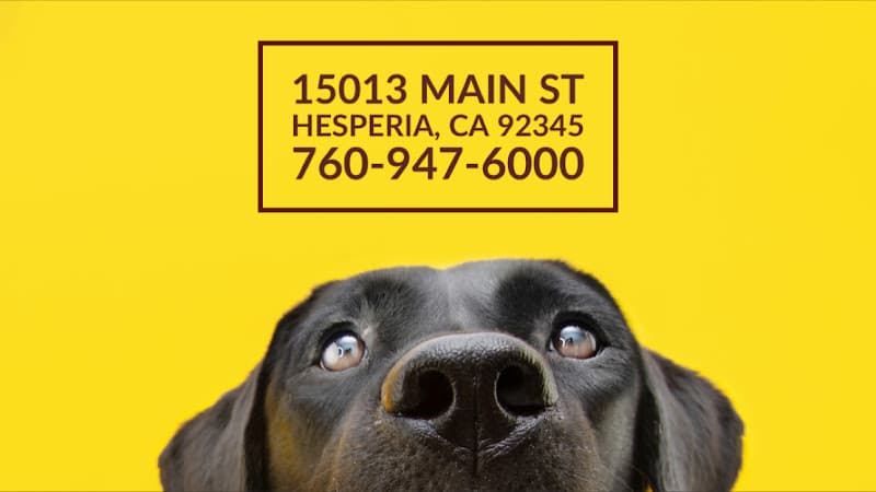 Dog day care center Animal Medical Center Victorville