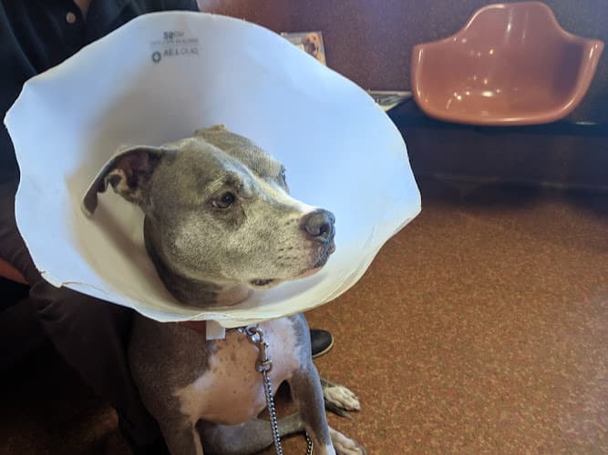 Dog day care center Animal Medical Clinic Fresno