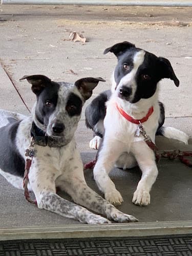 Dog day care center Animal Ophthalmology Services Vacaville