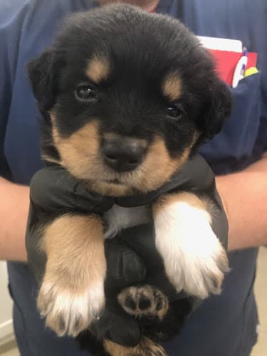 Dog day care center Animal Urgent Care Burbank