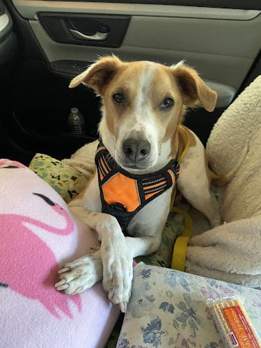 Dog day care center Animal Urgent Care of South Orange County Mission Viejo