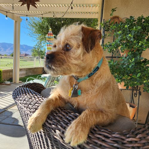 Dog day care center Animals First Temecula