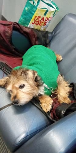 Dog day care center Ann Marie's Pet Au Pair Seattle