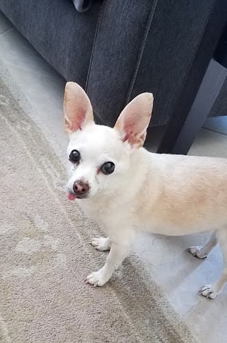 Dog day care center Antony Animal Hospital Hesperia