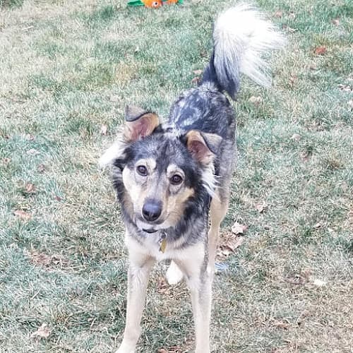 Dog day care center Anything Doggy LLC Bend