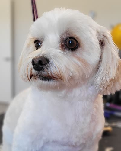 Dog day care center April's Angelic Paws Premium Pet Spa Fairfield